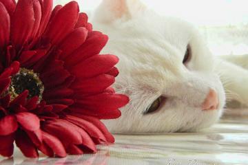 开云体育官方网站-逆光宣言，东决关键战之夜，英格拉姆在聚光灯下镌刻属于自己的纪元