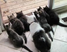 开云体育登录-东西方赛场，快船抢七与武切维奇奇兵，锁定巴黎的两种赢家模式