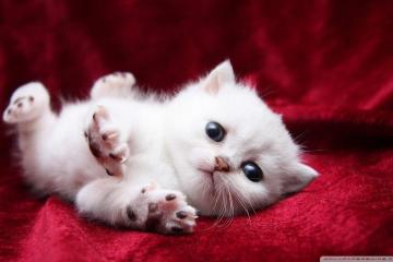 开云体育在线-绿茵权杖，南非以阿拉巴节奏完全掌控，狂胜阿尔及利亚彰显非洲足球新秩序