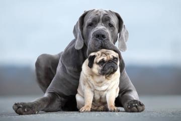 开云体育中国-虚实节拍器，从比利时到迪亚斯，掌控足球脉搏的艺术
