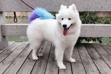 开云官网-广厦克猛龙，布克造杀伤，一场定义战力的双向镜像对决