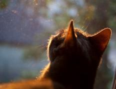 开云体育官网-绝境鹈鹕啄伤华南虎，冷血克莱一剑封喉定乾坤