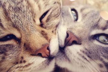 开云体育登录-欧冠半决赛惊天翻盘，阿尔及利亚逆转希腊，焦点战载入史册