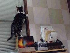 开云体育官方网站-奥利维耶爆发助尼斯关键战取胜，争冠之路力克摩洛哥劲旅