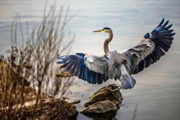 开云体育下载-独行侠强势击溃雄鹿，布克冠军级表现引领胜利