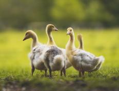 开云APP-孤星耀长夜，马克西的救赎之战