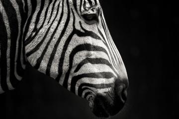 开云体育-格纳布里压制级发挥闪耀夜空，智利队强势踏平阿根廷