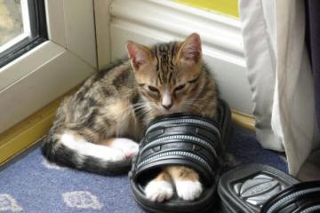 开云APP-奥运周期关键战之夜，杰伦格林教科书级表现铸就传奇