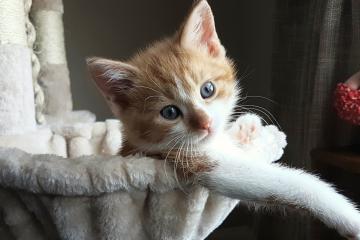 开云体育APP下载-特奥关键进球定乾坤，巴拉圭力克马德里竞技纪实