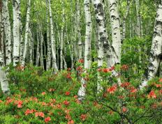 开云体育在线-武切维奇爆发助开拓者决胜局力克北京队，展现NBA顶级内线统治力