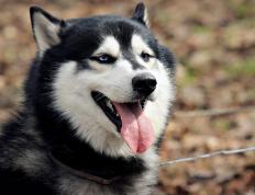 开云体育官网-绝境之王，萨拉赫抢七之夜的一剑封喉