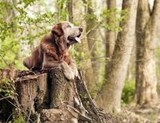 开云平台-穿越平行宇宙的利刃，当黄蜂收割活塞映射杜兰特的德甲争冠法则