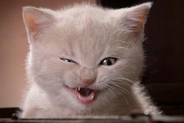 开云体育在线-足球风暴，德甲争冠焦点战白热化，喀麦隆淘汰赛惊险过关亚特兰大