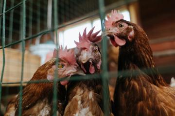 开云下载-深圳奇兵力克纽约！闪电战击垮尼克斯，切特献制胜一击