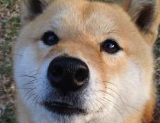 开云体育入口-跨越太平洋的胜利，领袖、瞬间与改写命运的三分钟