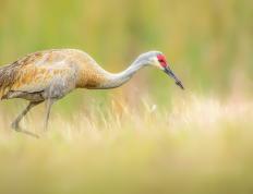 开云体育在线-NBA总决赛之夜，英格拉姆赛后评分拉满