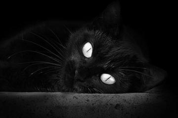 开云下载-攻防转换的艺术，从F1赛道到篮球场的速度与抉择