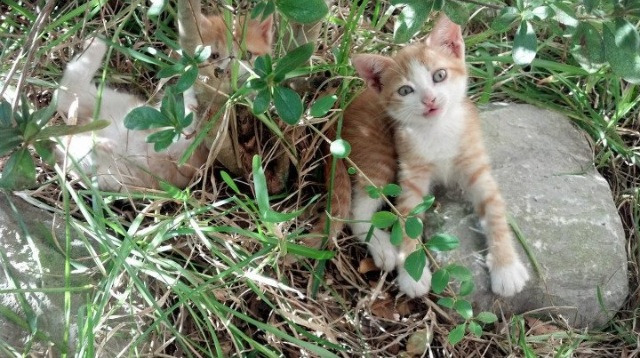 开云体育入口-东方奇迹，日本逆转切尔西与孙兴慜的救赎之路