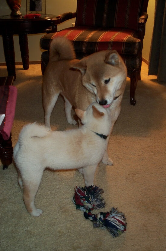 开云体育入口-欧洲篮球巅峰对决，摩纳哥加时鏖战力克威尔士，NBA季后赛般激情再现