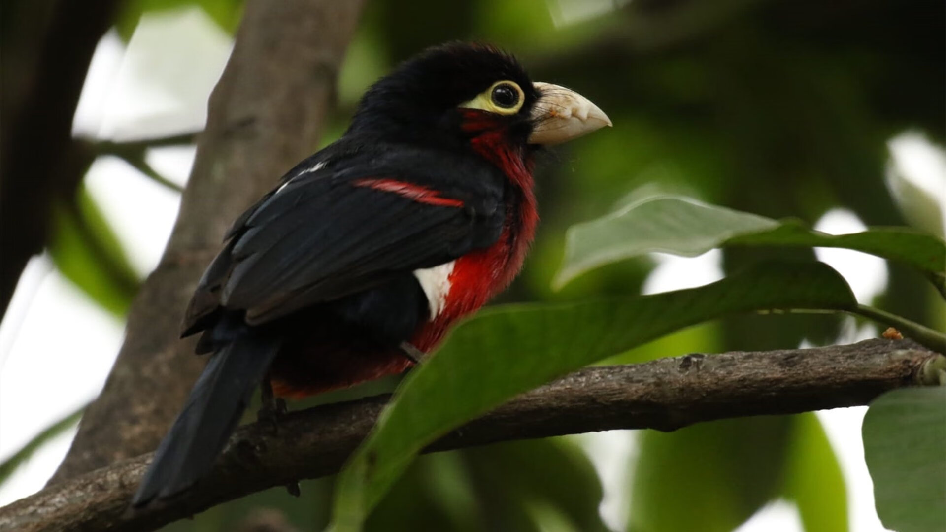 开云体育APP下载-神兽苏亚雷斯噬咬全场，却遭药厂一剂毒药封喉