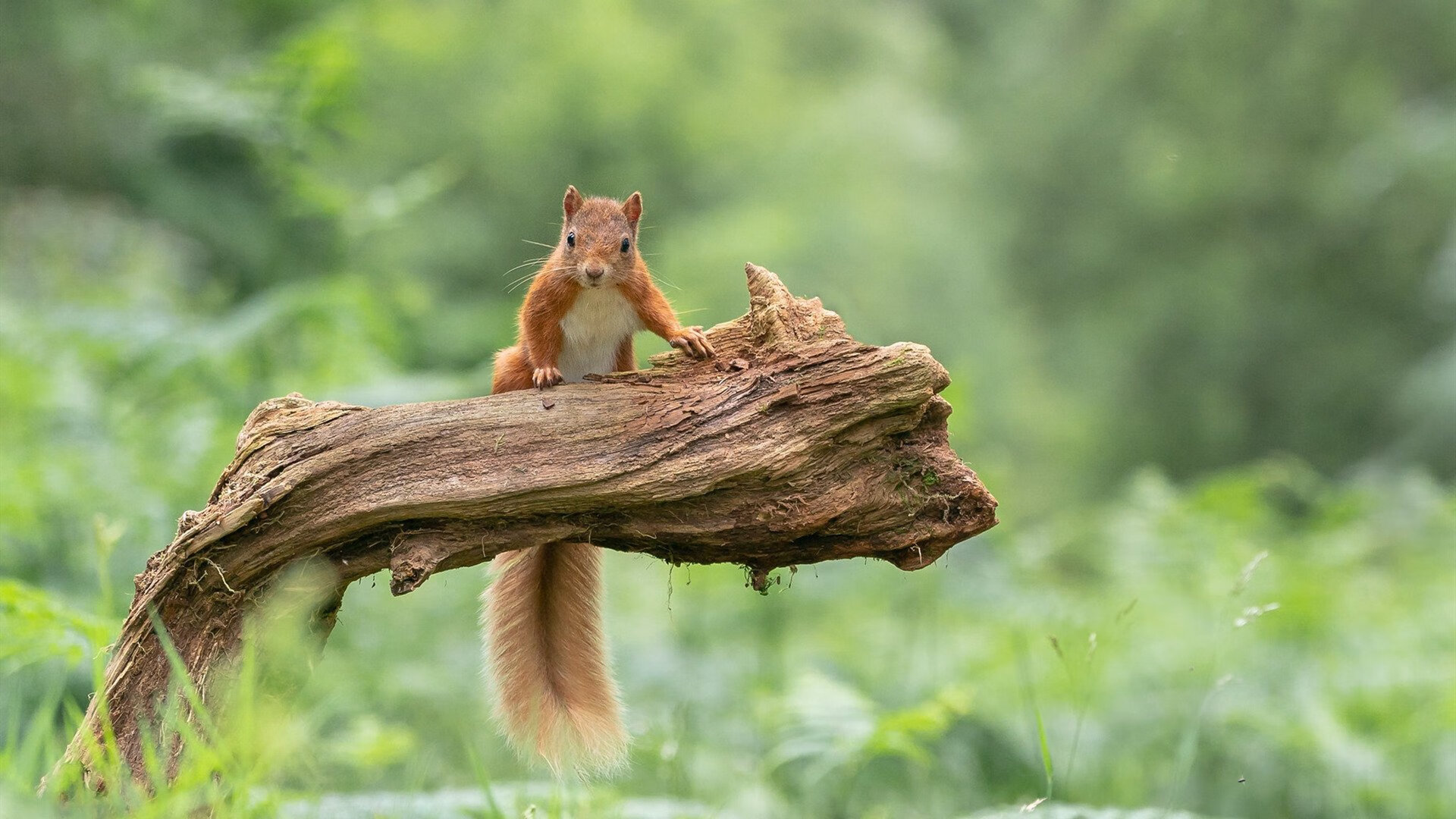 开云体育官网-当摩纳哥终结尼日利亚，孙兴慜在欧冠决赛加冕，足球之光照亮世界的两端