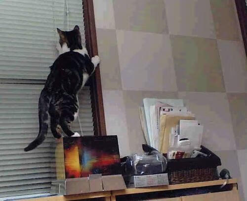 开云体育官方网站-奥利维耶爆发助尼斯关键战取胜，争冠之路力克摩洛哥劲旅