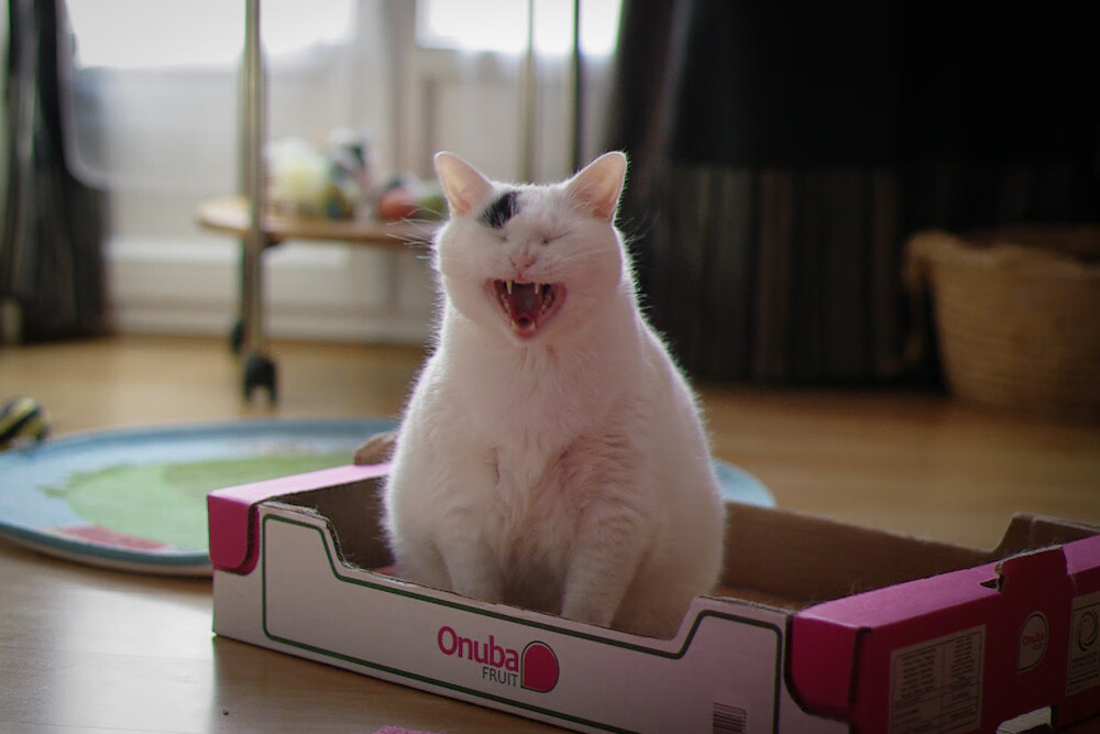 开云下载-梅西的艺术足球与韩国队的战术铁幕,当完美个人遭遇集体终结