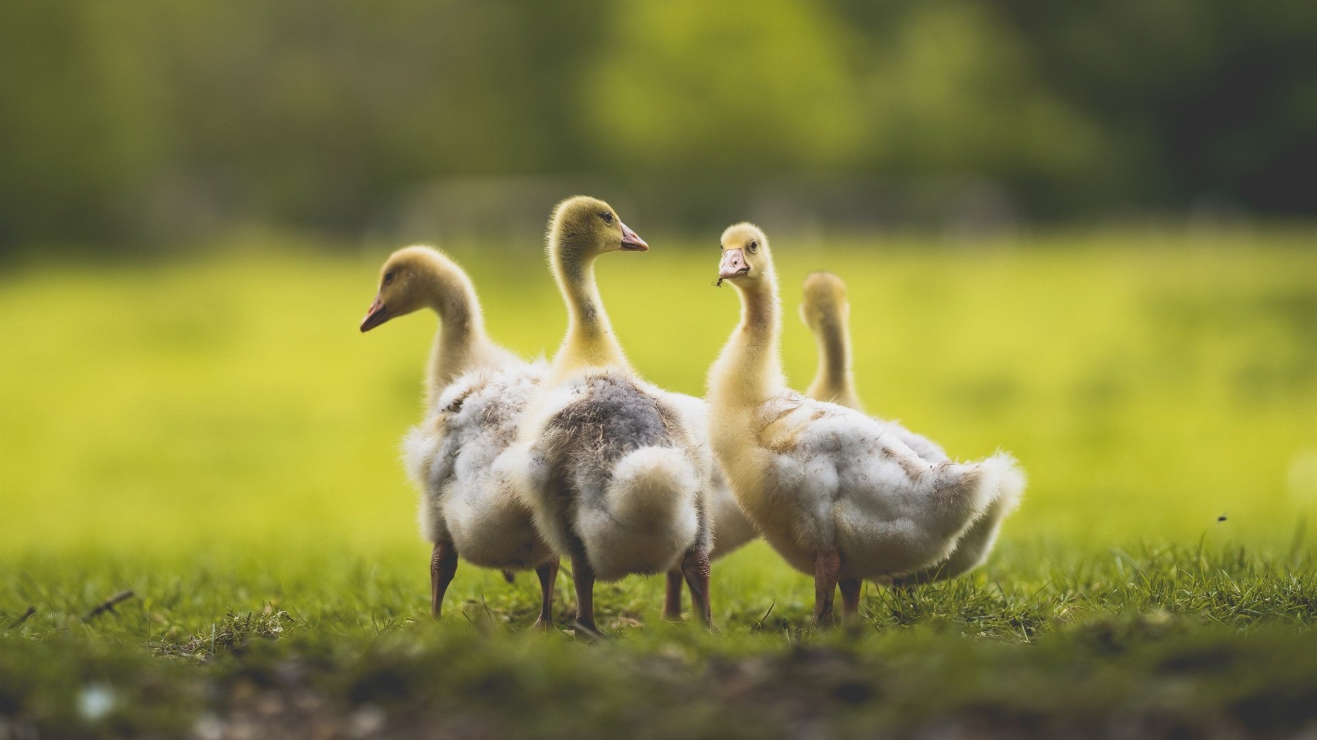 开云APP-孤星耀长夜,马克西的救赎之战