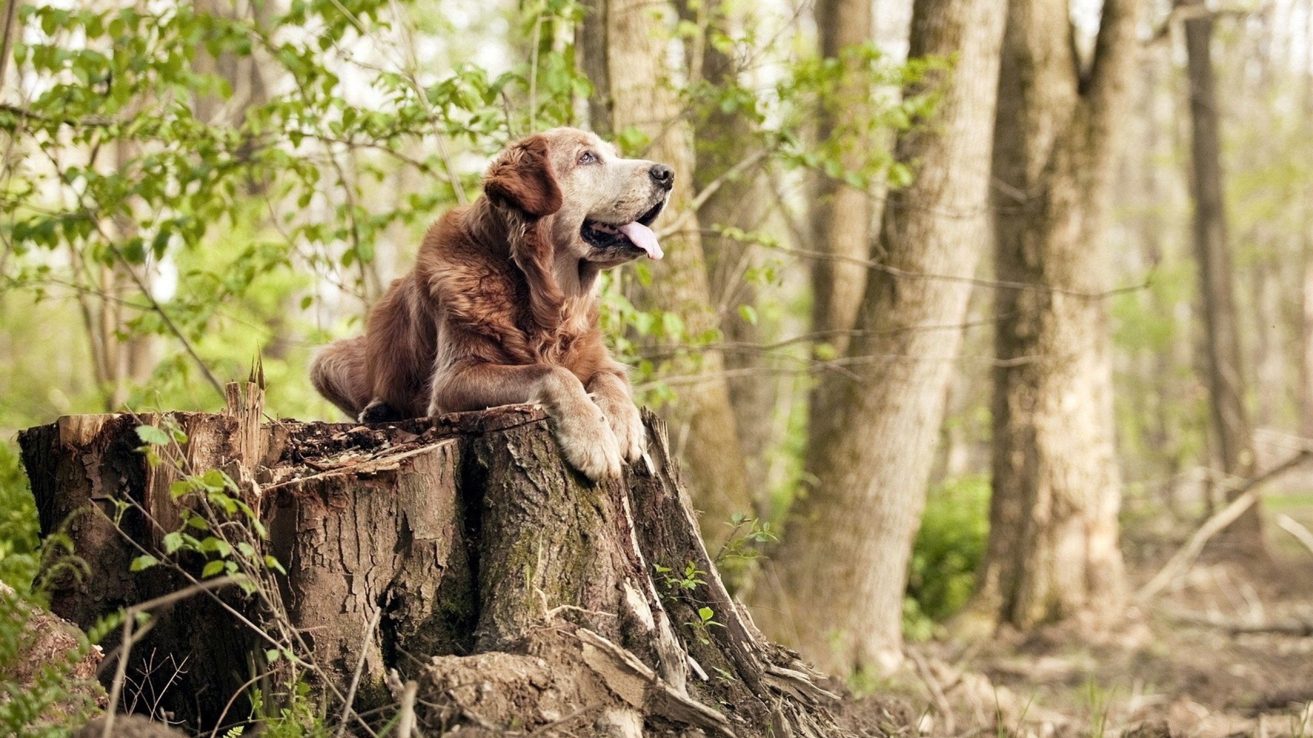 开云体育官方网站-NBA季后赛之夜，小贾伦一手掌控比赛走势