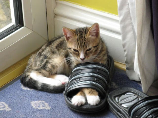 开云APP-奥运周期关键战之夜,杰伦格林教科书级表现铸就传奇