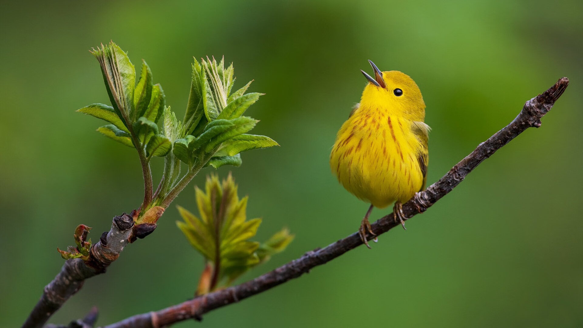 开云体育入口-魔术冲垮黄蜂,爱德华兹防守锁死对手,NBA防守艺术的双重奏