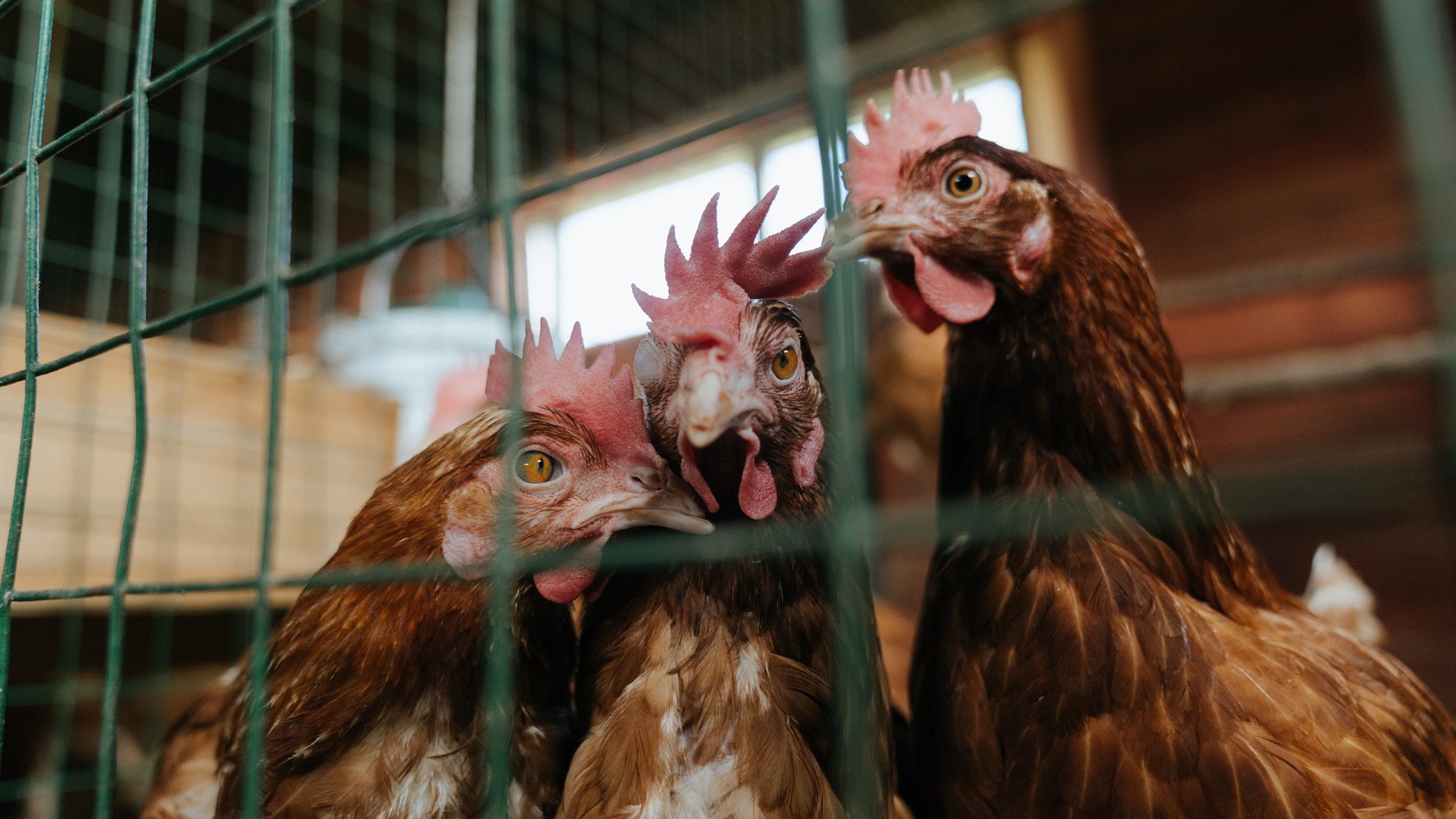开云下载-深圳奇兵力克纽约！闪电战击垮尼克斯，切特献制胜一击